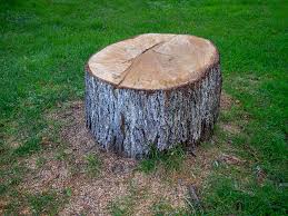 Best Hazardous Tree Removal  in Rossville, GA