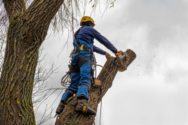 Best Utility Line Clearance  in Rossville, GA