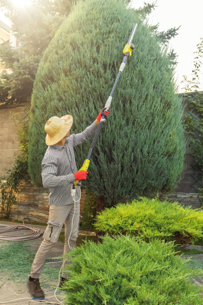 Best Lawn Renovation and Restoration  in Rossville, GA
