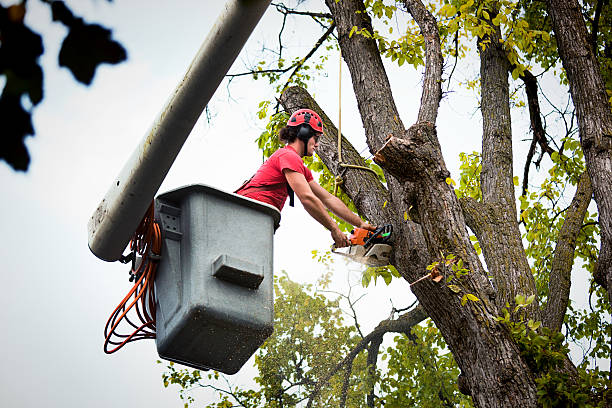 Best Tree Disease Treatment  in Rossville, GA