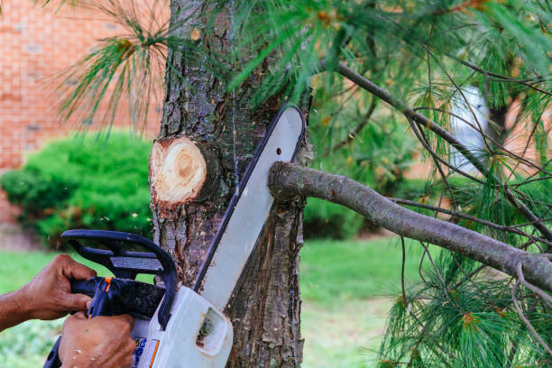 Best Firewood Processing and Delivery  in Rossville, GA